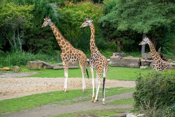 Beautiful closeup of giraffes on the walkway in the zoo