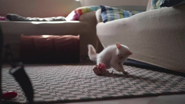 Slow motion video of a white domestic kitten playing with a toy in the room