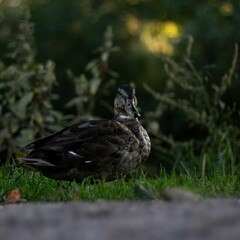 Macro view of a Domestic duck perching on the grass