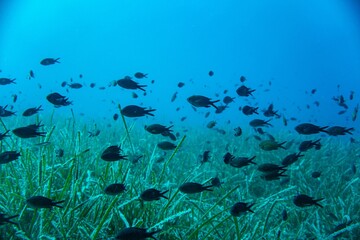 Huge group of fishes in bright blue water with algae on the bottom