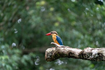 Close-up shot of a common kingfisher on a branch