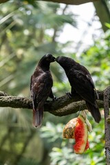 Vertical shot of two Groove-billed ani parrots kissing on a branch