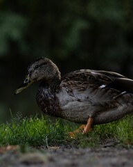 Vertical macro profile view of a Mallard duck perching on the grass