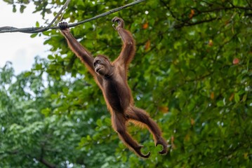 Close-up shot of an orangutan hanging from a branch