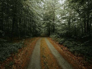 Beautiful view of a forest footpath with fall leaves on the ground