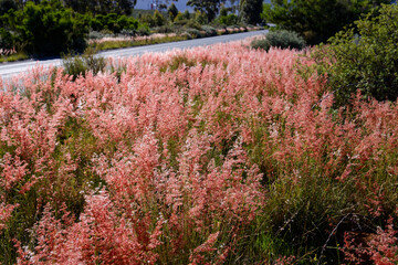 A field with soft, pink grasses growing and blooming in clear sunlight, near Worcester, Breede River Valley, South Africa.