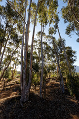 A large clump of eucalyptus trees growing near Worcester, Breede River Valley, South Africa.