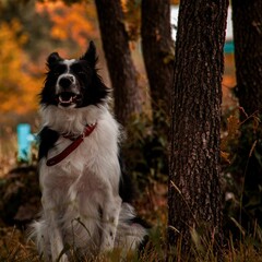 Black and white border collie in water in a park under an autumn-colored tree