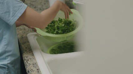 Closeup of rinsing and picking pennywort into perferated basket