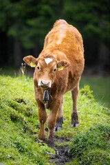 Vertical closeup of an adorable brown calf with ear tags and a bell hanging from its neck