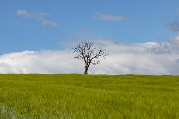 Fototapeta na wymiar Leafless tree standing alone in a valley with green grass against fluffy clouds in the blue sky