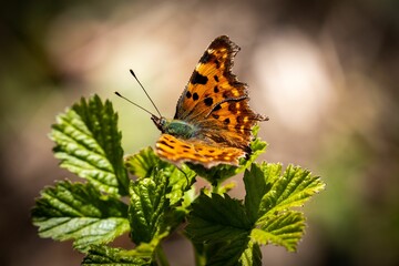 Selective focus of a beautiful comma butterfly, Polygonia c-album sitting on green leaves