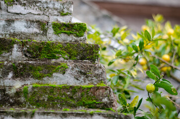 Moss growing on a brick wall next to a growing lemon tree
