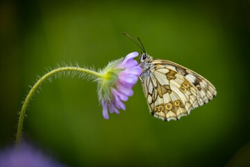 Closeup of a marbled white butterfly, Melanargia galathea on the tilted head of a purple flower