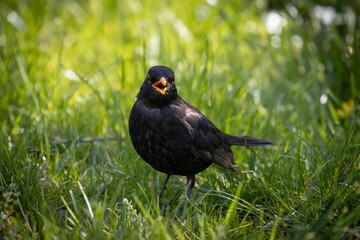 Closeup of a common blackbird, Turdus merula standing on the green grass with an open beak in a park