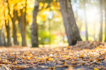 autumn trees and yellow leaf on the foliage