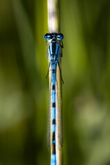 Vertical macro of an azure damselfly, Zygoptera holding onto the stem of a grass