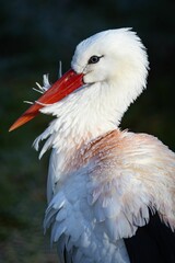 Vertical closeup of a white stork with a big beak and white plumage