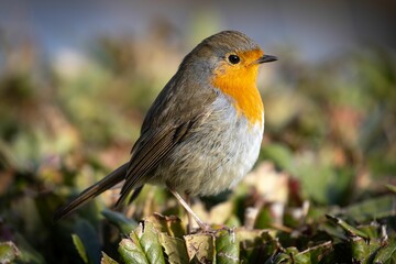 Closeup of a European robin, Erithacus rubecula standing on a foliage