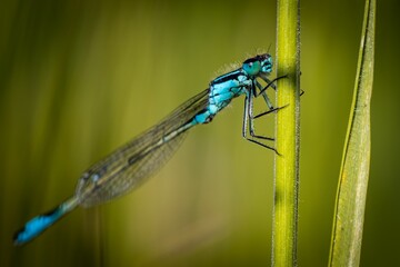 Macro of a azure damselfly, Zygoptera holding onto the stem of a grass