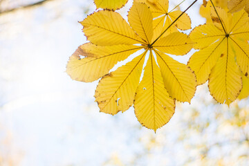 autumn trees and yellow leaf on the foliage