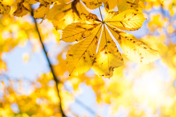autumn trees and yellow leaf on the foliage