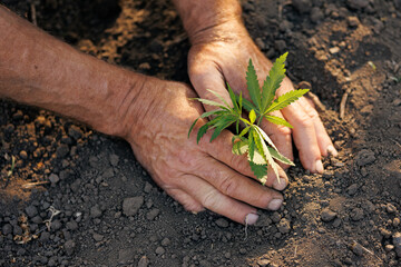 Farmer planting cannabis plant in ground. Concept farm marijuana plantation - obrazy, fototapety, plakaty