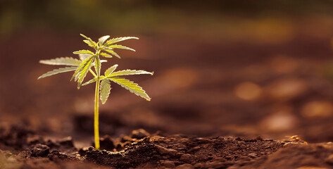Baby bush marijuana cannabis on blurred background at sunset, banner