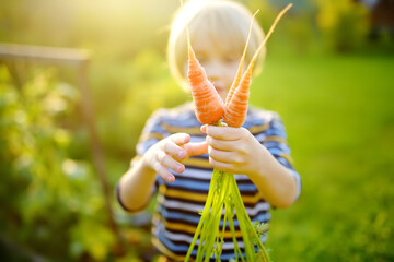 Happy little boy helps family to harvest of organic homegrown vegetables at backyard of farm. Child...