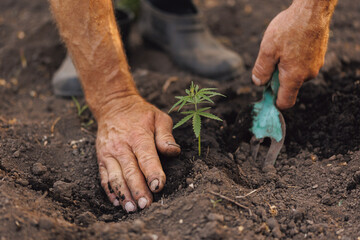 Farmer planting cannabis plant in ground. Concept farm marijuana plantation