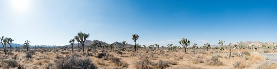 Naklejka premium Panoramic shot of a field of cacti with the blue sky on the horizon