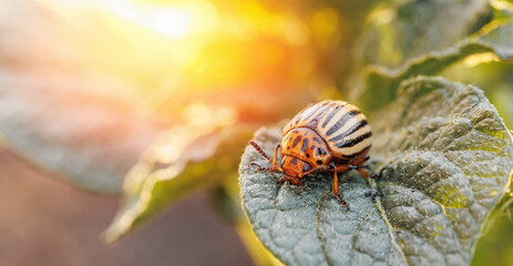 Closeup of colorado insect, potato beetle on potato foliage in nature, sunset banner background