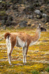 Guanaco de la Patagonia 