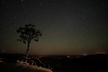 Lonely tree against a starry sky at night