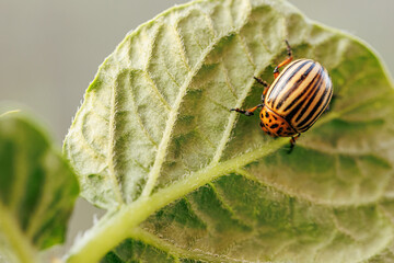 Closeup of colorado insect, potato beetle on potato foliage in nature, natural sunset background