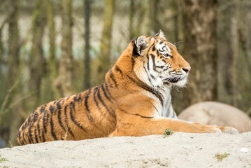 Fototapeta na wymiar Siberian tiger lying on a white rock.