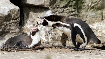 Screaming Humboldt penguins at the zoo.