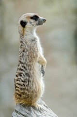 Vertical shot of a meerkat standing on a rock.