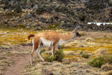 Guanaco de la Patagonia 