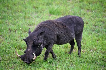 Closeup of a warthog grazing on a grassy landscape