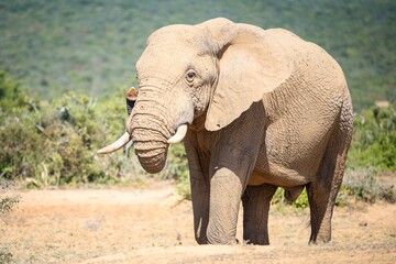 Fototapeta na wymiar Closeup of an elephant under the sunny sky in the African safari