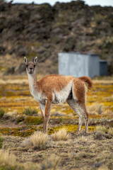 Guanaco de la Patagonia 