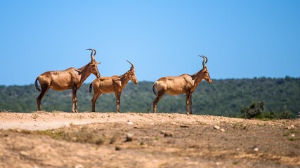 Naklejka na ściany i meble Hartebeest standing on a parched landscape in Africa