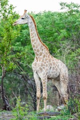 Vertical shot of a giraffe standing tall at an African jungle