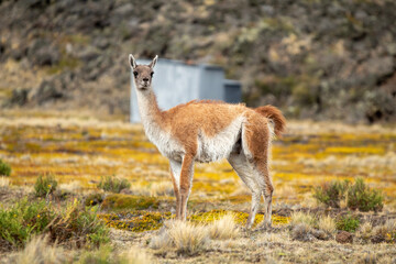 Guanaco de la Patagonia 