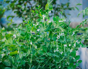 Green pea sprouts. Green peas in the field. Close-up of leaves and flowers. Agricultural industry. An organic product.