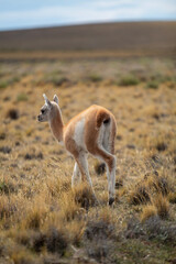 Guanaco de la Patagonia 