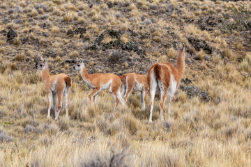 Guanaco de la Patagonia 