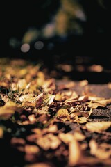 Closeup of dry fallen leaves covering the ground