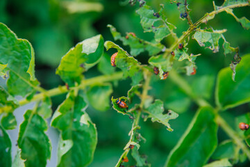 Colorado potato beetle - Leptinotarsa decemlineata on potato bushes. Pest of plants and agriculture. Treatment with pesticides. Insects are pests that damage plants.